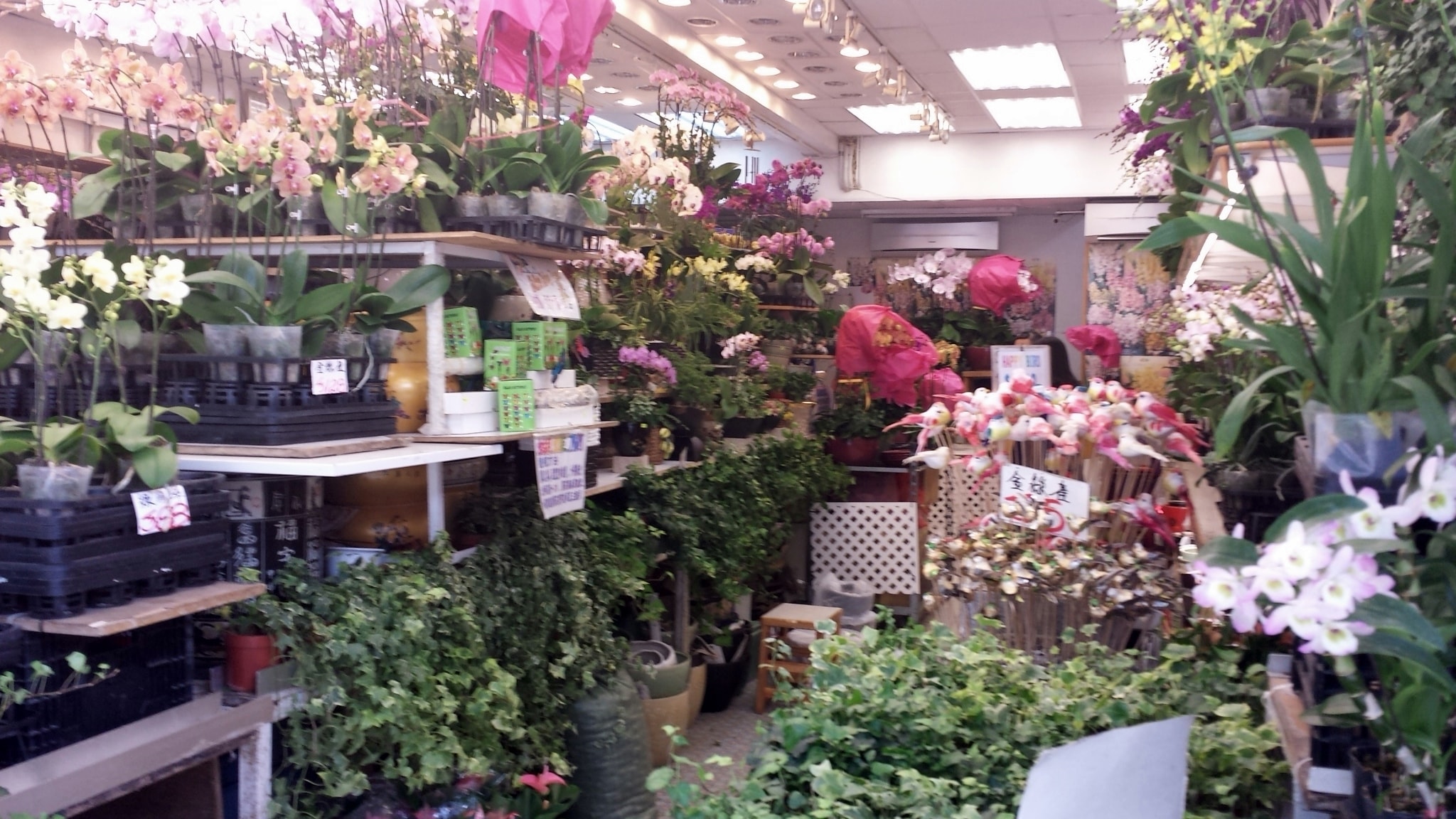 Interior of a Hong Kong flower shop packed with orchids and tropical plants