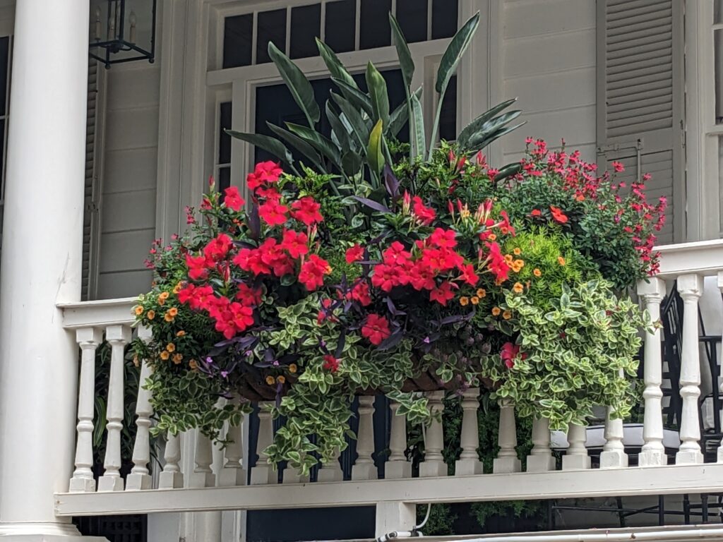 Weims Court Flower Boxes