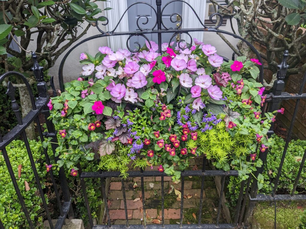 Flower boxes in charleston 