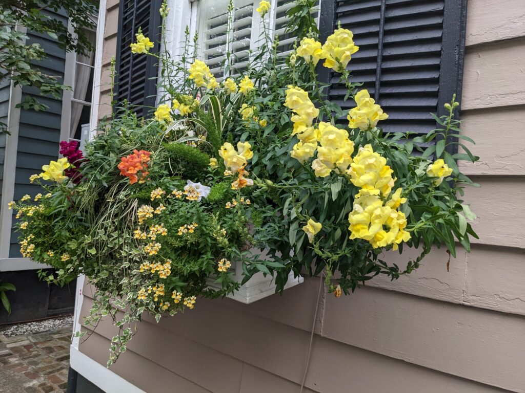 Rutledge Street Flower Boxes