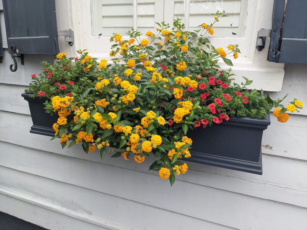 Rutledge Street Flower Boxes